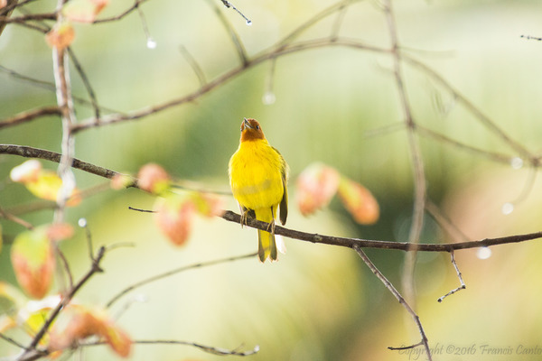 Most Colorful Birds of Belize