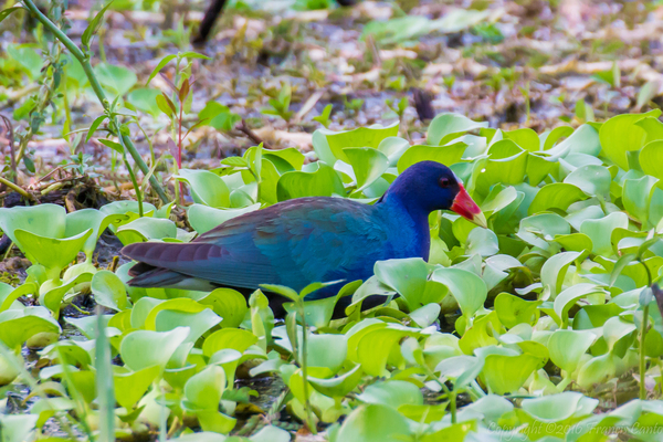 Most Colorful Birds of Belize