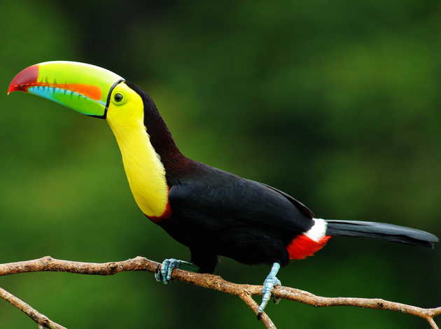 The National Symbols of Belize