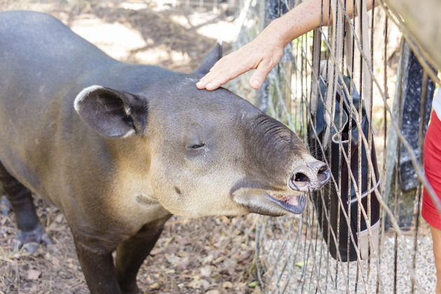 Animals at the Belize Zoo