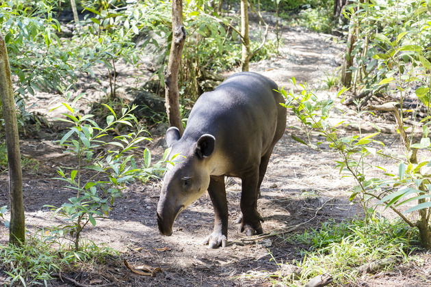 Animals at the Belize Zoo