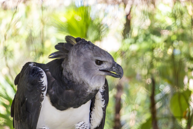 Animals at the Belize Zoo