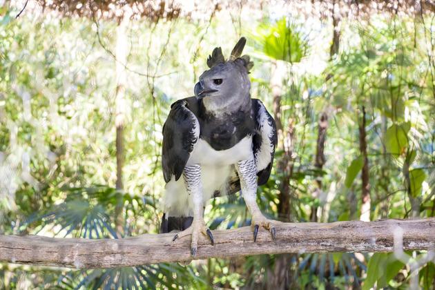 Animals at the Belize Zoo