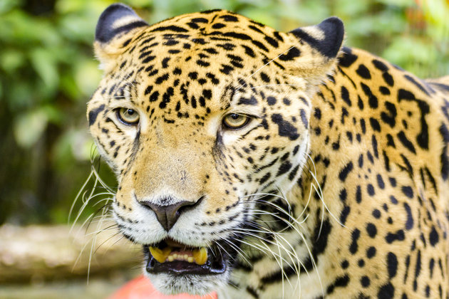 Animals at the Belize Zoo