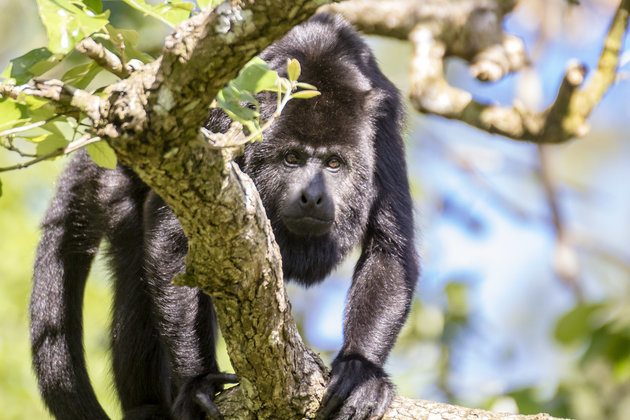 Animals at the Belize Zoo