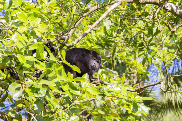 Animals at the Belize Zoo