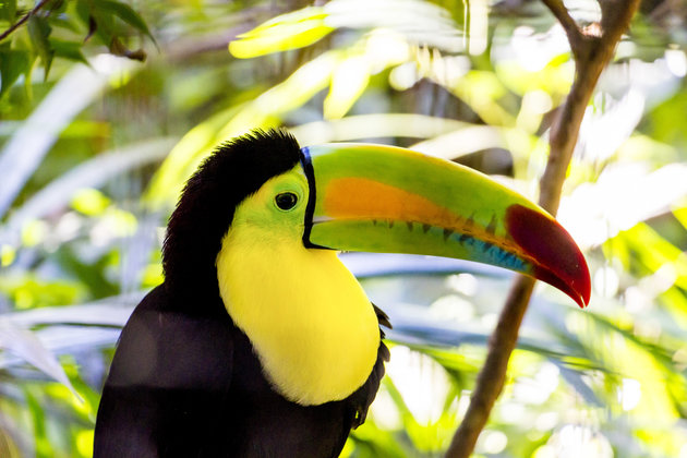 Animals at the Belize Zoo