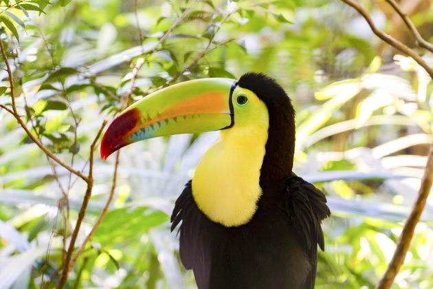 Animals at the Belize Zoo