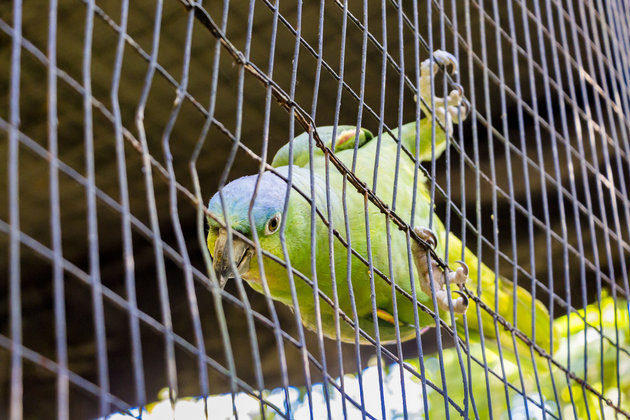 Animals at the Belize Zoo