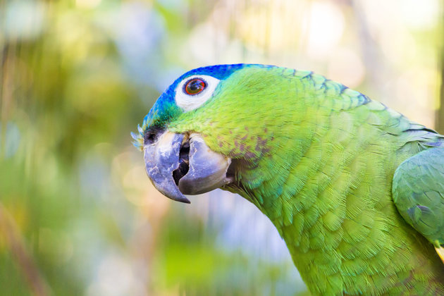 Animals at the Belize Zoo