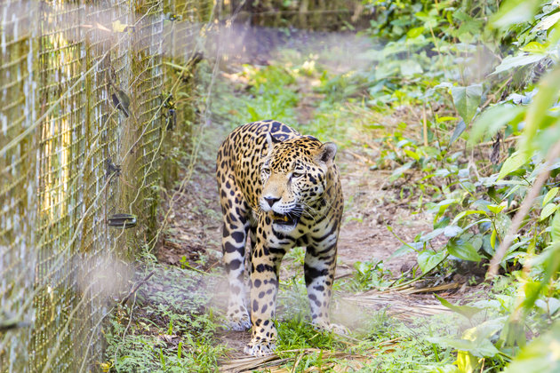 Animals at the Belize Zoo