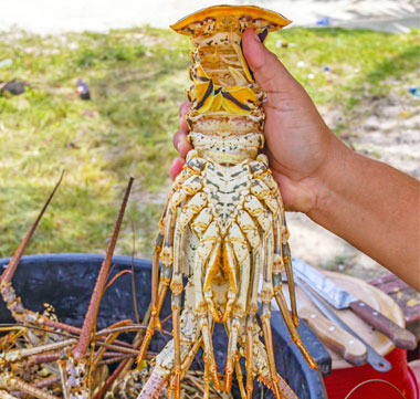 Caye Caulker Lobster Fest