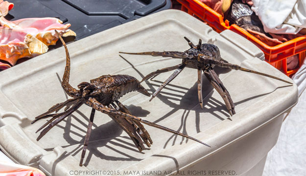 Caye Caulker Lobster Fest