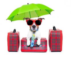 Tips for Flying with Your Pet