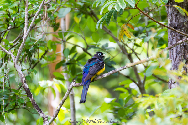 Most Colorful Birds of Belize