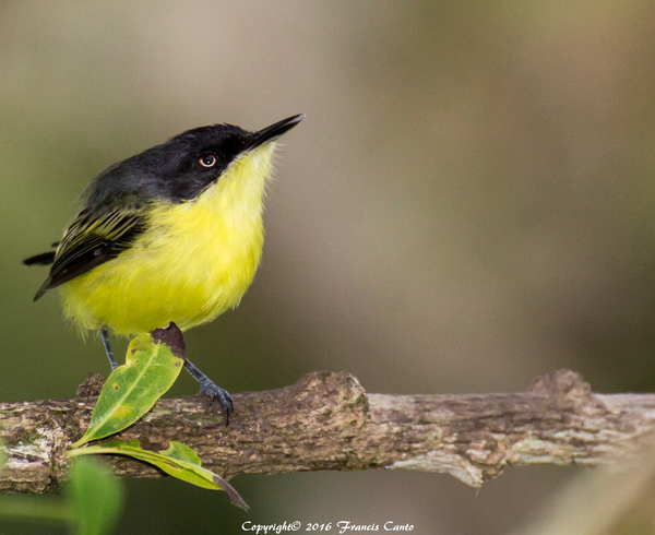 Most Colorful Birds of Belize