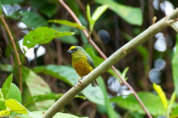 Most Colorful Birds of Belize