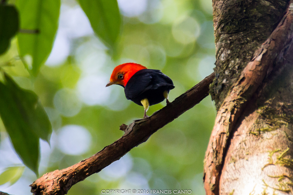 Most Colorful Birds of Belize