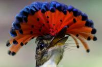 The 10 Most Colorful Birds of Belize