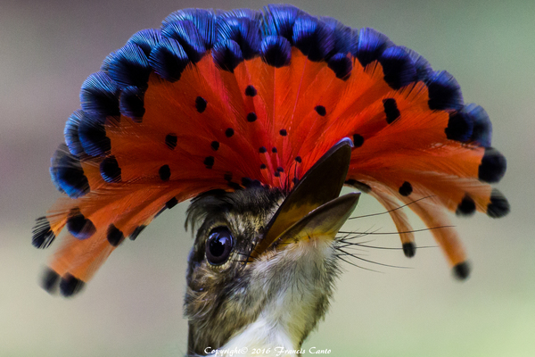 Most Colorful Birds of Belize