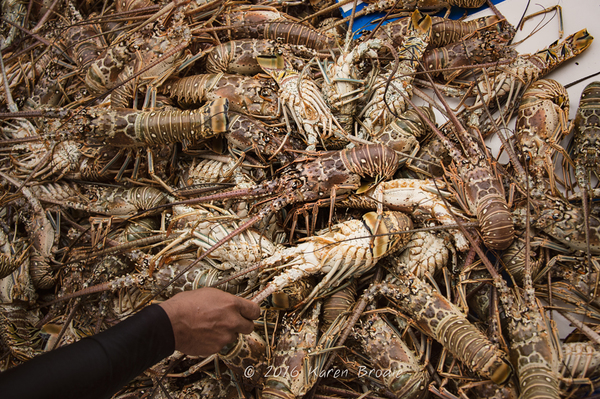 Lobsterfest in Belize