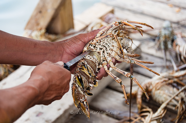 Lobsterfest in Belize