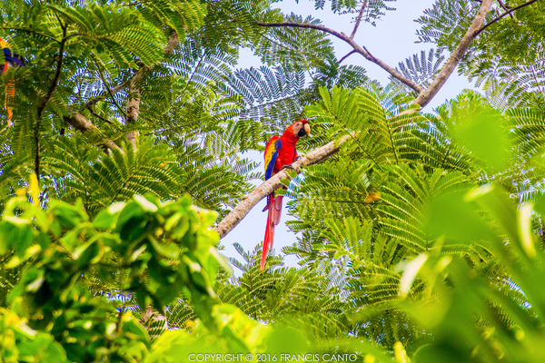 Most Colorful Birds of Belize