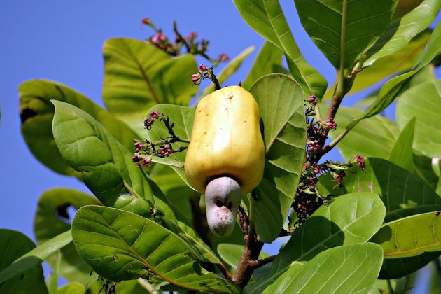 Benefits of Cashew Nuts