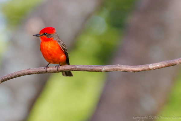 Most Colorful Birds of Belize